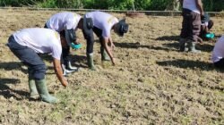 Polsek Bonggo Tanam Padi Inbrida Super 989, Dukung Ketahanan Pangan Nasional