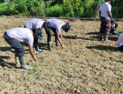 Polsek Bonggo Tanam Padi Inbrida Super 989, Dukung Ketahanan Pangan Nasional