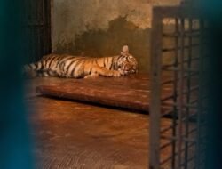 Anak Harimau di Kebun Binatang Bandung Mati Akibat Virus, Satu Ekor Lainnya Berangsur Membaik