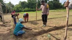 Polsek Bonggo Bersama Kelompok Tani Laksanakan Penanaman Benih Kacang Tanah di Kampung Rotea