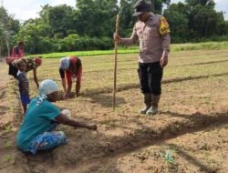 Polsek Bonggo Bersama Kelompok Tani Laksanakan Penanaman Benih Kacang Tanah di Kampung Rotea