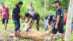 Momentum Idul Adha, Polres Sarmi Berbagi Kebahagiaan Melalui Pemotongan Hewan Kurban