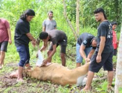 Momentum Idul Adha, Polres Sarmi Berbagi Kebahagiaan Melalui Pemotongan Hewan Kurban