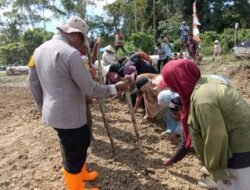 Polri Hadir Dukung Ketahanan Pangan, Kapolsek Bonggo Ikut Tanam dan Panen Bersama Petani Tetom Jaya