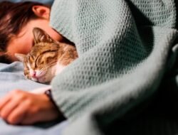 Amankah Tidur Bersama Kucing Kesayangan?